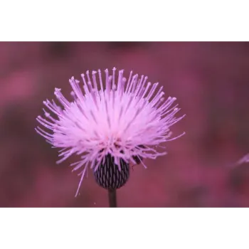 arali flower (17)-6686505-73124.webp